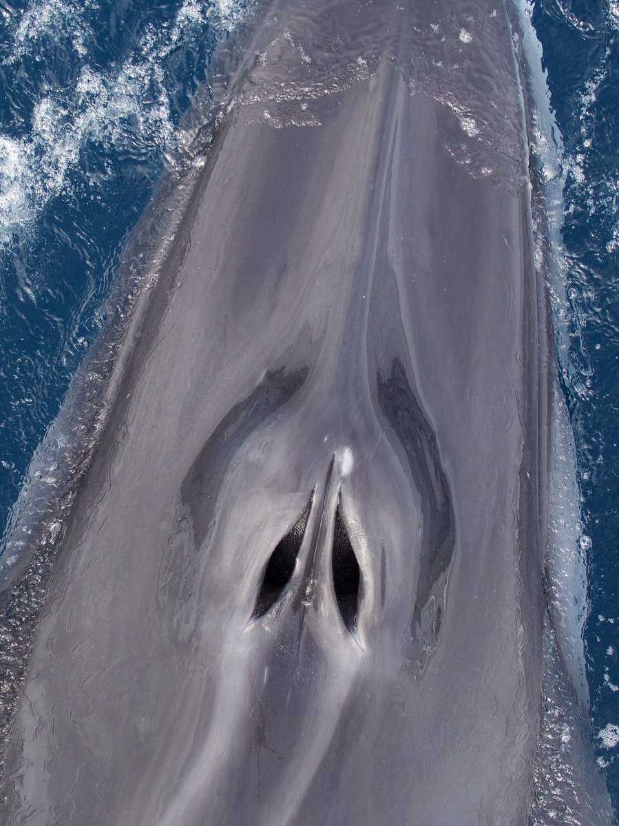 whale_nerd's tweet photo. New paper today in @royalsociety Biology Letters:
"Morphology of nares associated with stereo-olfaction in baleen whales". We argue that zooplanktivirous mysticetes may use scent to locate food, possibly putting them at increased risk of plastic ingestion
https://t.co/8pIsPuv2zl https://t.co/X7MJiRhaAZ