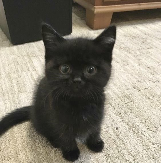 🐈‍⬛♡🐾