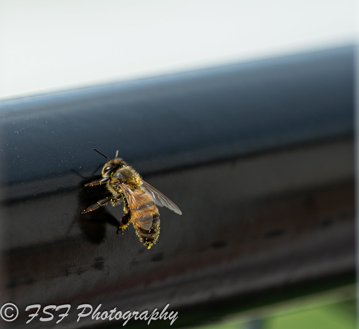 couple of pictures from last week!

#Bee #squirrel #racoon #fullmoon #moon #coralsprings #florida #fsfphoto