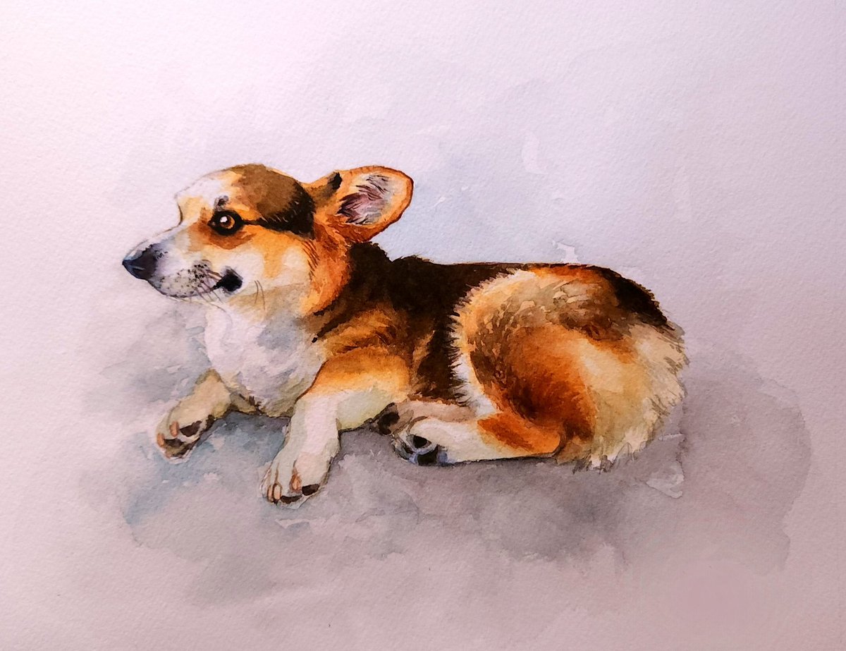 scooter the corgi dog in watercolor