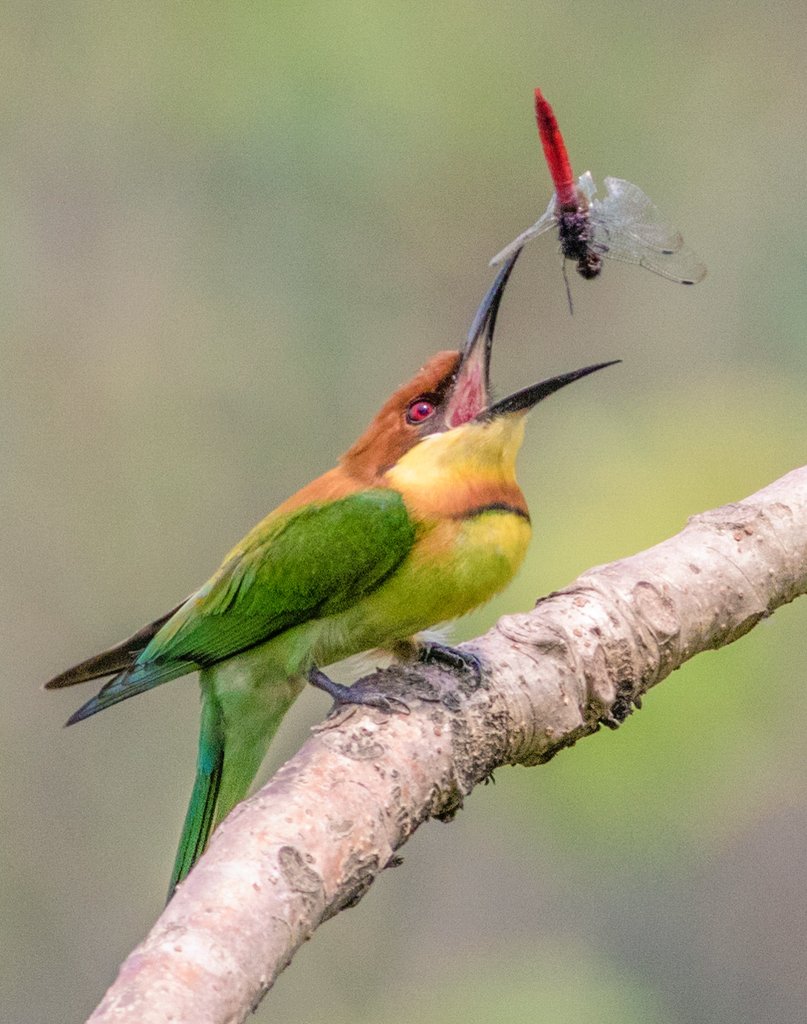 #BirdWithCatch #IndiAves @IndiAves Chesnut headed beeeater with a dragonfly toss