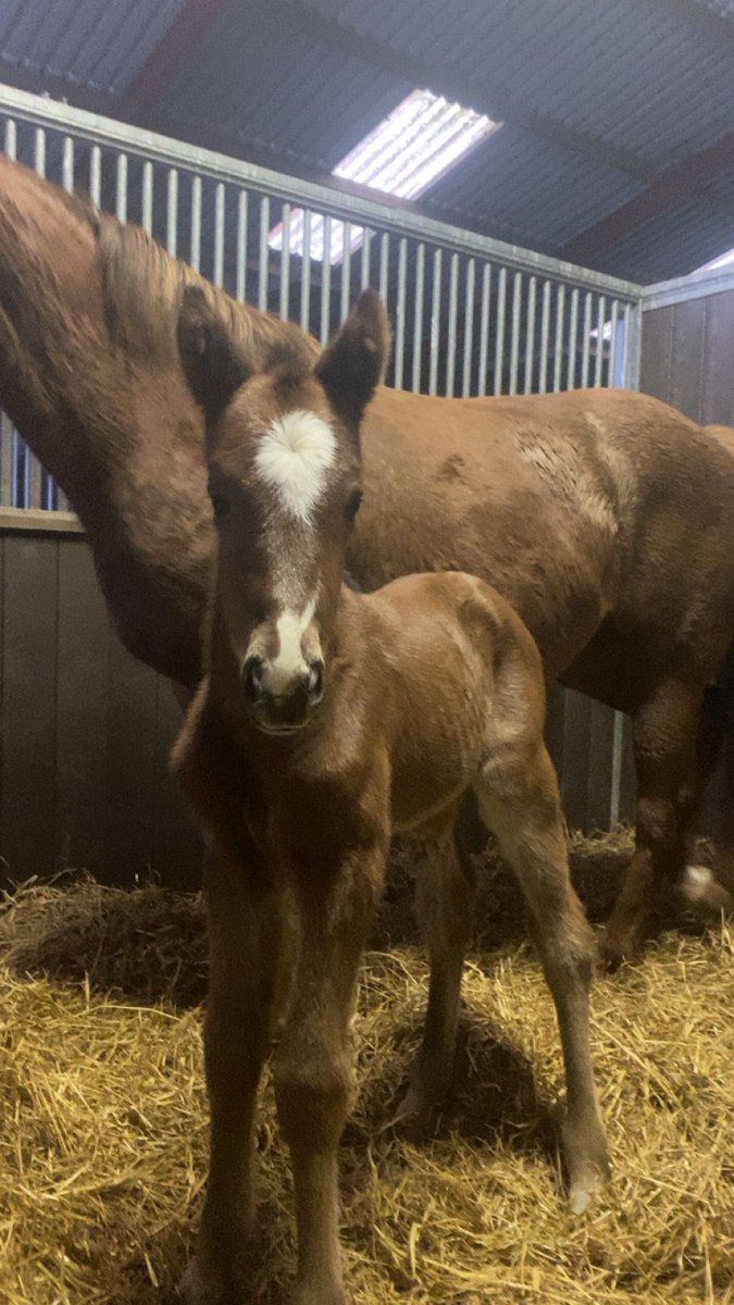 Yesterday <a href="/Lisnagarpaddock/">Lisa Pyne</a> we welcome a stunning <a href="/coolmorestud/">Coolmore</a> Walk In The Park filly into the world out of our Prince Gibraltar mare Daemon Diamond. 
<a href="/rpbloodstock/">Racing Post Bloodstock</a> #RPFoalGallery