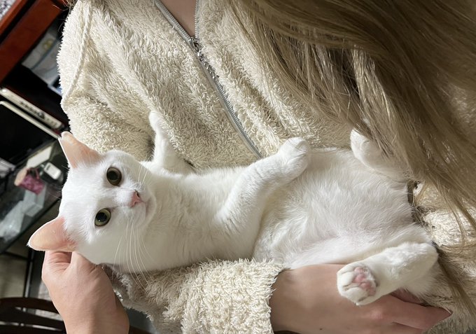 自分まだ赤ちゃんやれますって顔してる 