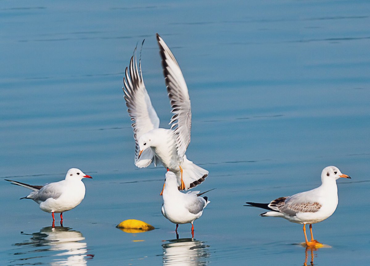 Gulls squabbling over seat sharing. 
#BlackHeadedGull #BirdsOfUAE #TwitterNaturePhotography #BirdsOfTwitter #nature #ThePhotoHour #BBCWildlifePOTD #IndiAves #BirdsSeenIn2024