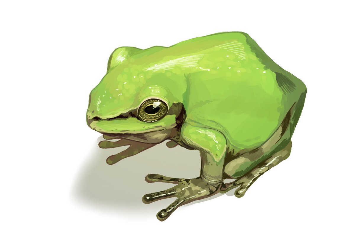 no humans white background frog simple background animal animal focus solo  illustration images