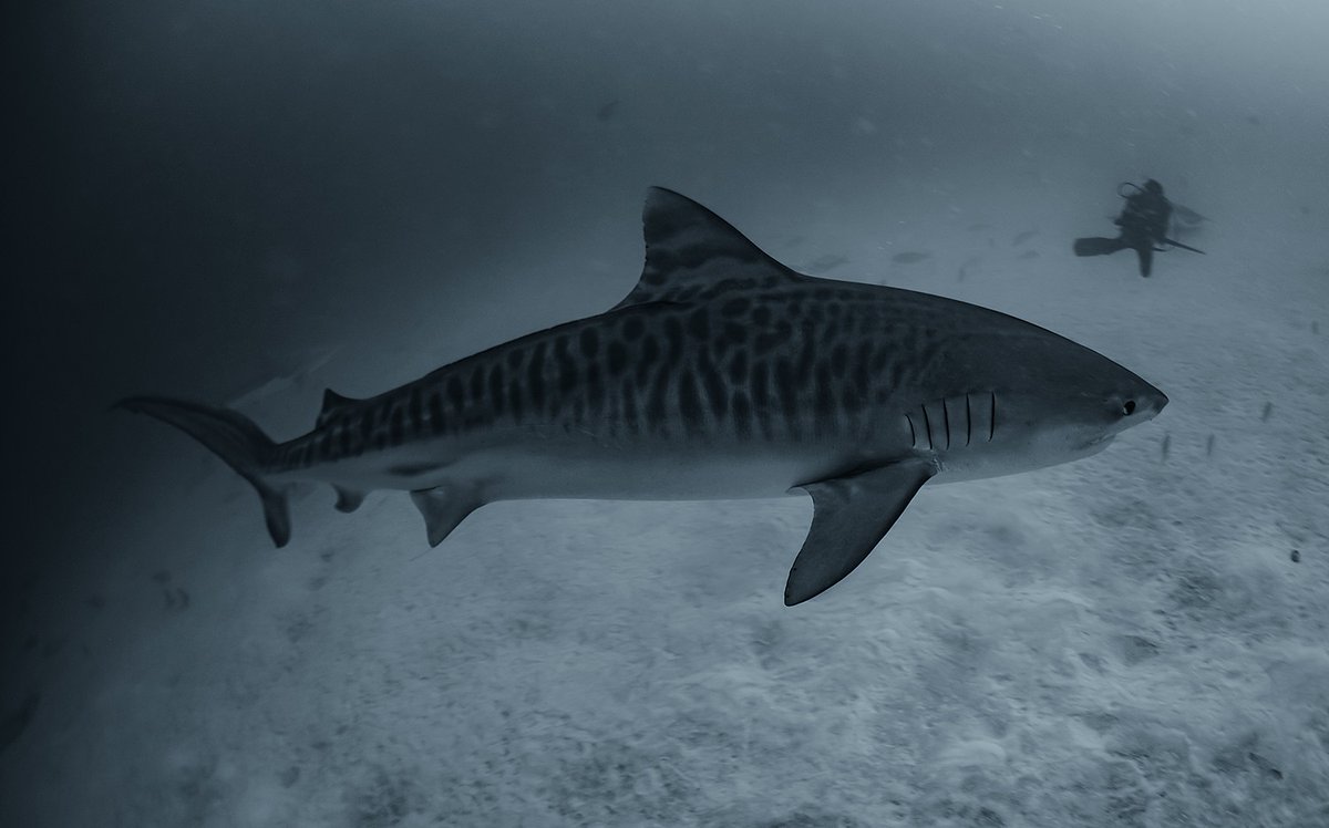 ShafrazNaeem's tweet photo. Silent sentinel of the deep, prowling through shadows and secrets 🌊🖤 

Diving at Foah Male'.

#MysticTigerShark #OceanEnigma #ShadowDancer #SilentPredator #UnderwaterMystery #BeyondTheSurface #DeepBlueSecrets #EternalWanderer

@fourth_element @SwissD1VER  @zimswp https://t.co/u9ZZcwqVN5