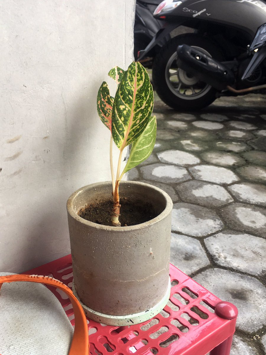 dikasari_'s tweet photo. Ini namanya tuti, dulu daunnya cuma 3, karena ga kena sinar matahari tinggal 1 helai daunnya, itupun saat pindah kos lecet jadi "kroak" daunnya. Akhirnya dia bangkit subur lagi, pelan tapi pasti jangan mati. https://t.co/KSUNByB7qz