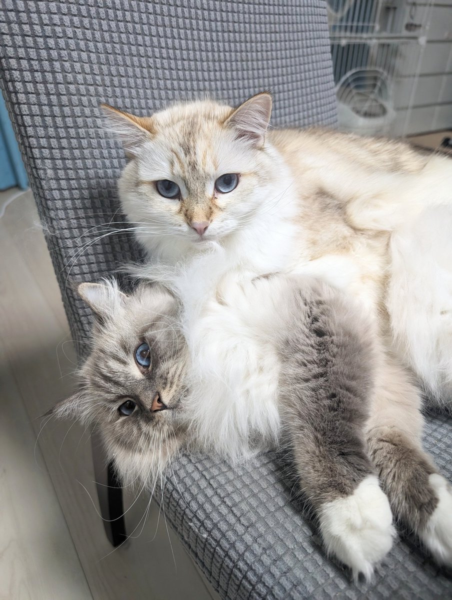 bastet_camera's tweet photo. 我が家のアイドルたちは猫プロレス中でも、ばっちりカメラ目線💕

#ねこのいる暮らし #猫好きさんと繫がりたい https://t.co/D0bwHN2CHt