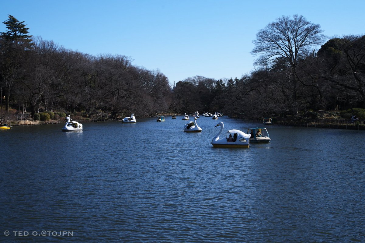 Swans 🦢

*****
[Leica M11 + Summilux-M F1.4/50mm ASPH.]
| f5.6 | 1/360 | ISO64 | EV±0 | 50mm | January 2024 | Tokyo, Japan | Instagram: @tojpn | ©︎TED O.
#leica #leicaphotography #leica_camera #myleicaphoto #leicam11 #m11 #summilux #summilux50 #park #pond #swan #swanboats