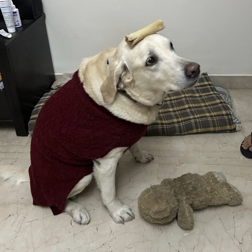 dramatickles's tweet photo. ‘Can your dog do any tricks’ I’m so glad you asked https://t.co/SlH0pNLXgQ