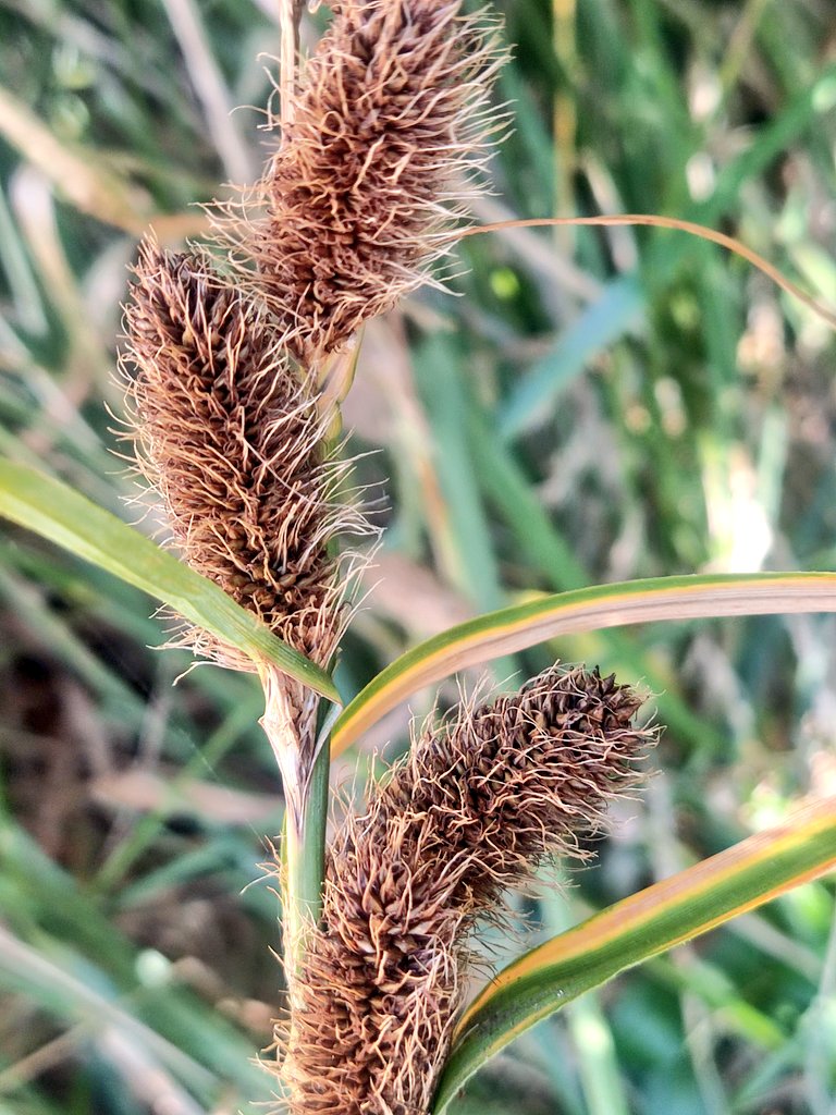 pjimmej's tweet photo. First treasure of the New Zealand #Macondolab campaign! Carex trifida from Banks Peninsula, the only area in the N half of the South Island where this species occurs naturally. A large beautiful sedge from coastal environments. https://t.co/y0Hluhagfb