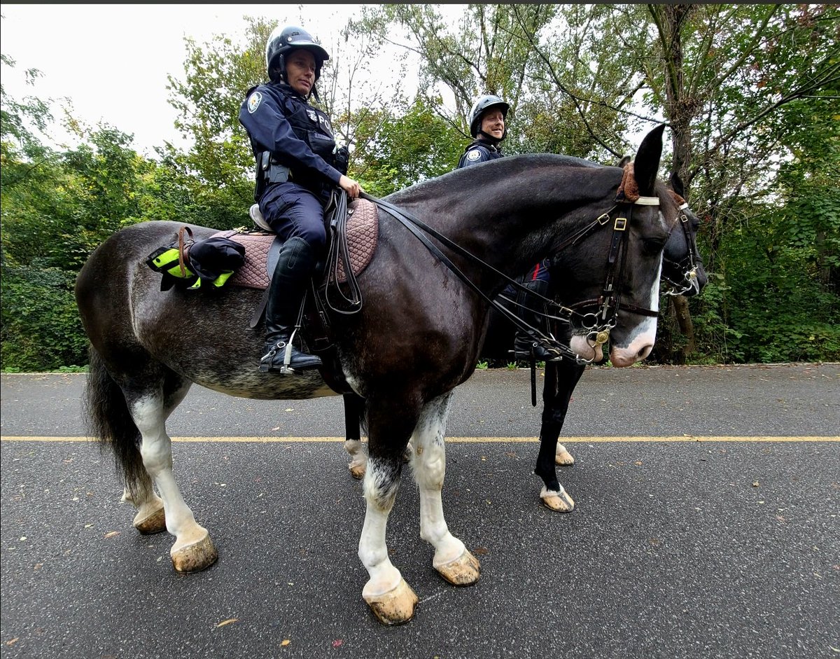 JeanDaGnu's tweet photo. @SarahEDoucette People complain that there are no longer police foot patrols and that they're inapproachable in squadcars. Mounted police can see and hear what's going on especially in otherwise inaccessible places and are easily approachable. https://t.co/1s69tw0rUf