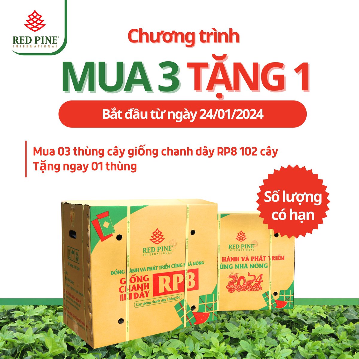 Giống chanh dây rp8 thông đỏ mua 3 tặng 1 lh 0987999836