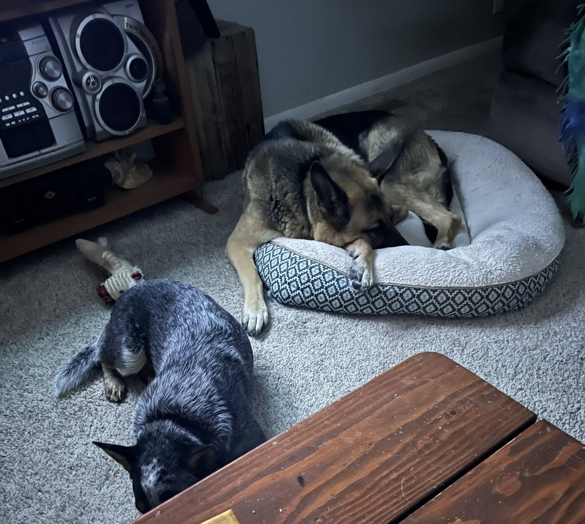 LeoLocnlode's tweet photo. This is a first, both laying so close. Normally Leo would get up and go lay somewhere else. I love this 🥰😍 https://t.co/nRUpNXvjxb