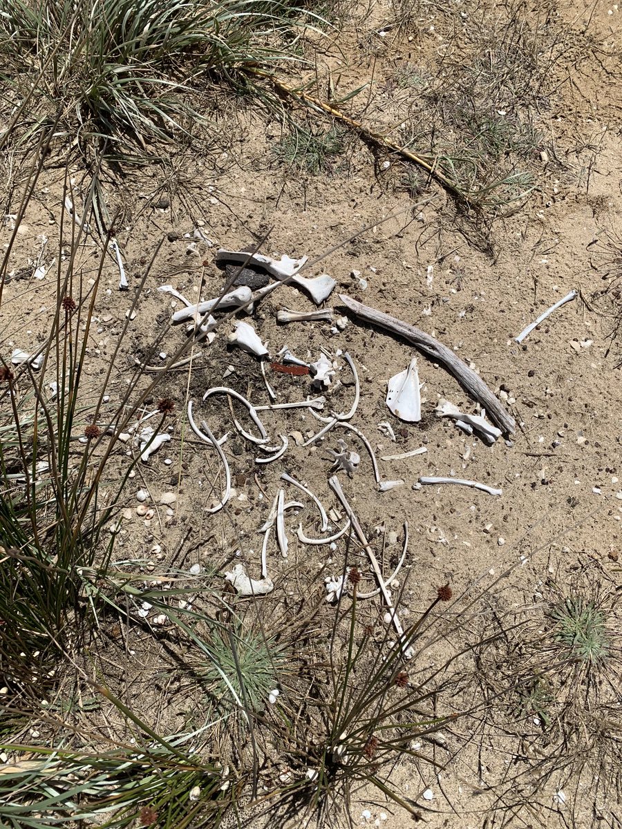 David Astle tweet media