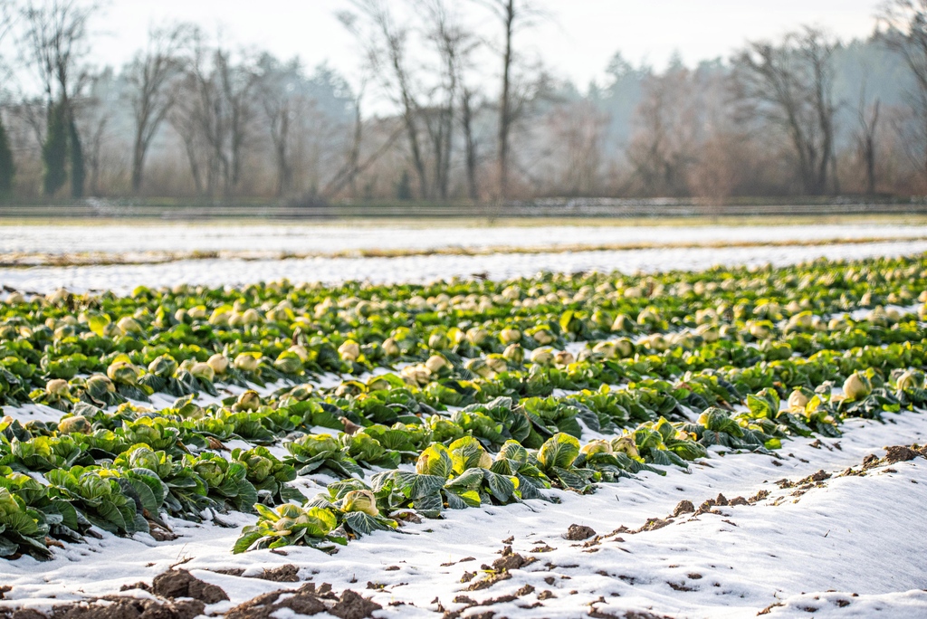 Hedlin's Family Farm cabbage growing in the #MagicSkagit in wintertime makes a beautiful green against the white snow. A sight for all seasons.