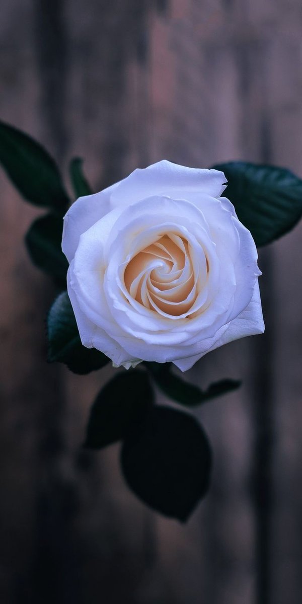 ⊰ نَــــفَّ المطر ⊱ tweet media