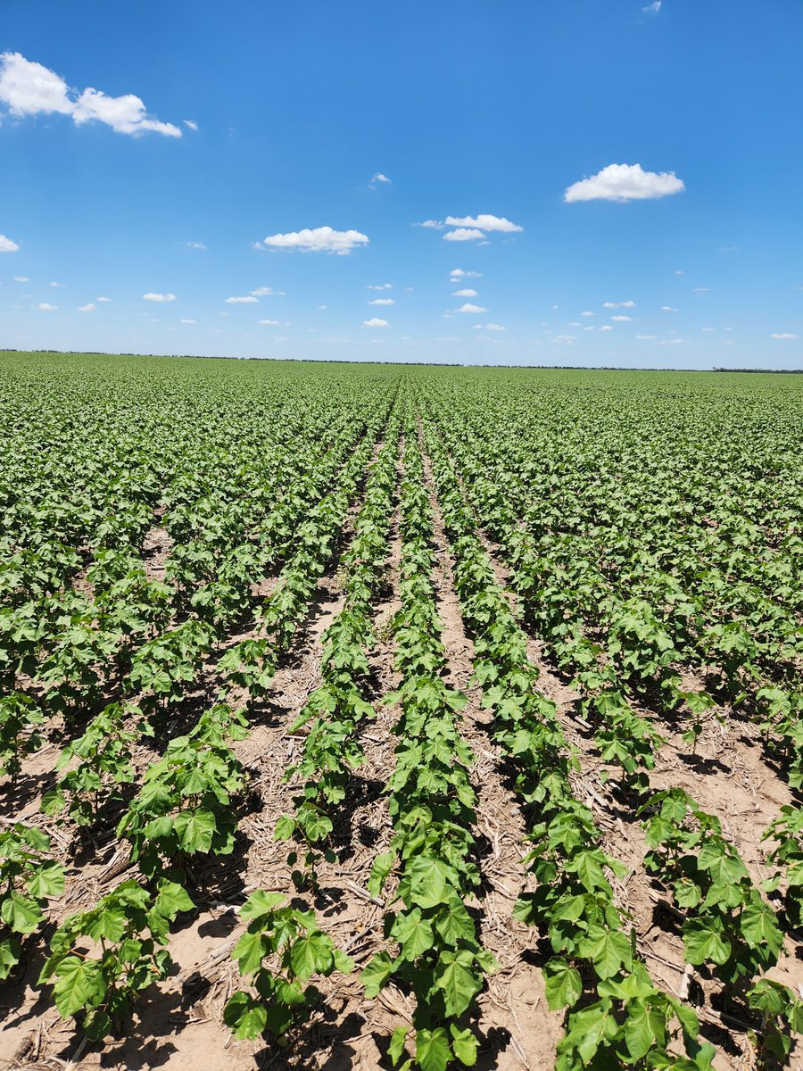 catriel.pedernera tweet media