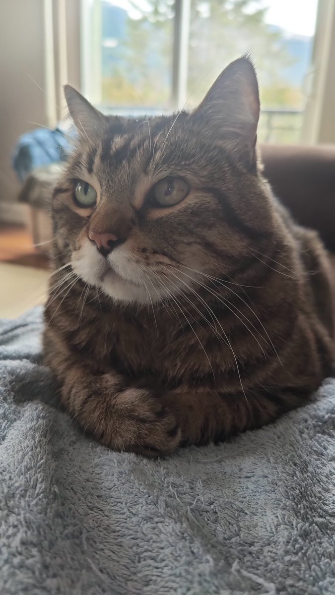 Lanti @ Picto in Training tweet media