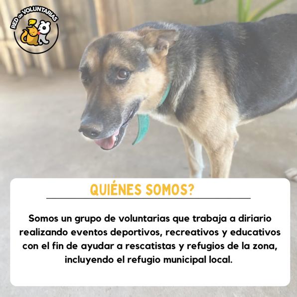 Red de Voluntarias (@red_voluntarias) on Twitter photo Empezando de a poquito. Desde Carmen de Areco, para el mundo. ❤️ <a href="/AdoptaUnGalgo/">Adopta Un Galgo en Argentina</a> <a href="/elcampito/">El Campito Refugio</a> Empezando de a poquito. Desde Carmen de Areco, para el mundo. ❤️ <a href="/AdoptaUnGalgo/">Adopta Un Galgo en Argentina</a> <a href="/elcampito/">El Campito Refugio</a>