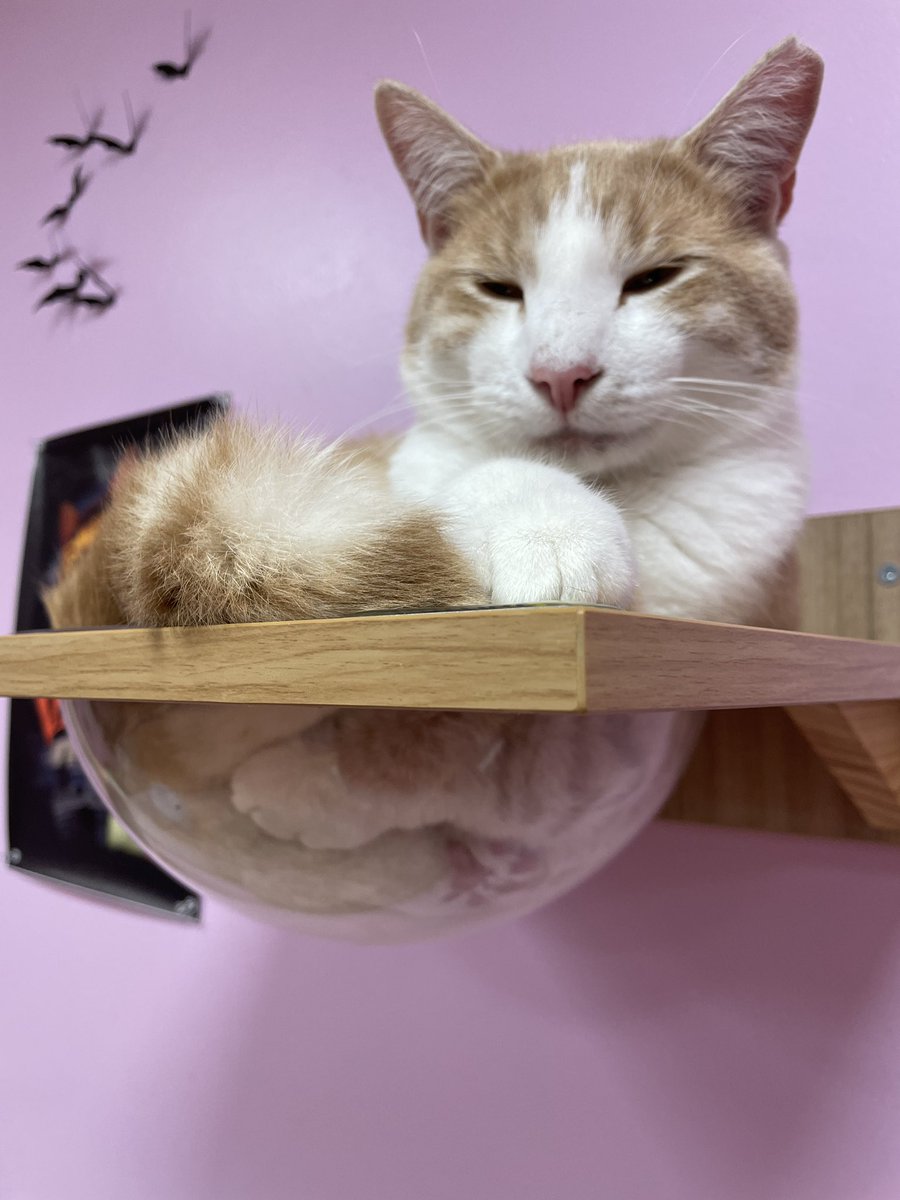 finnamonsugar's tweet photo. am geting new bröther named Buffet, shuld moms rename his?? (pls commeny suggestions) https://t.co/0FACHPjBA4
