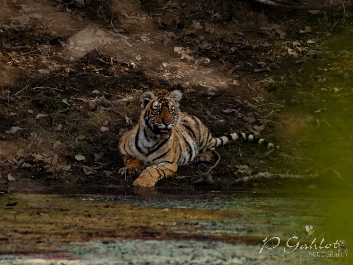 The Riddhi's cub is curious upon seeing so many people around. 📍Ranthambore NP #tiger #Tigers #TigerPride #TwitterNatureCommunity #wildlife #TwitterNaturePhotography #wilders #wildlifephotography #Wilderness #wildnout #Ranthambore #Rajasthan #photographylovers #BBCWildlifePOTD