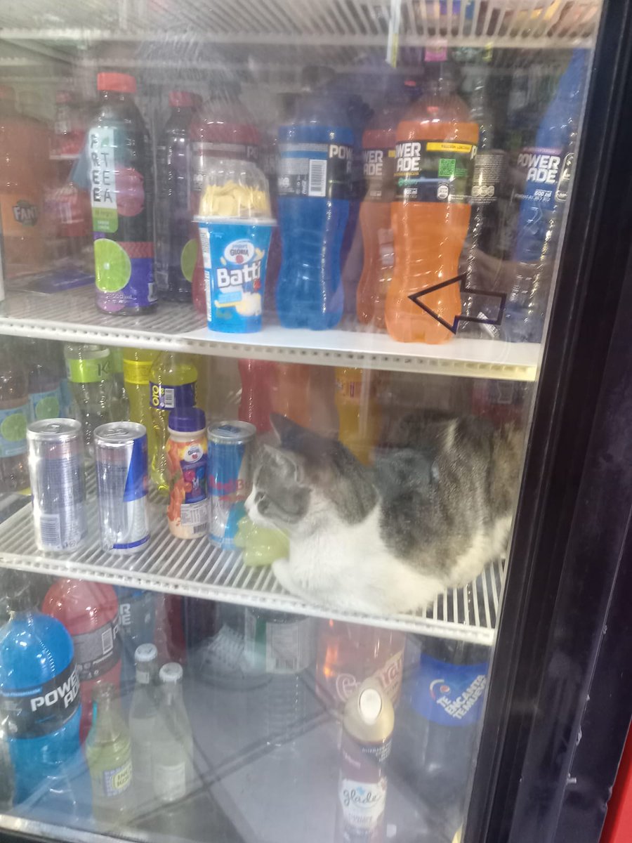 eabusad's tweet photo. Paré por una pirañita de Coca Cola en una bodega de Surquillo y había un Michi Cola en la refri. Según el dueño, dice que hace tanto calor que el gato rasca la puerta para que lo dejen entrar 😮 https://t.co/rld0g5tMyY
