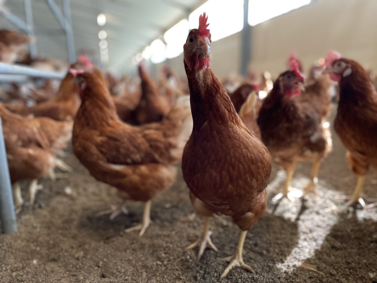 🐓🐝Les Jolies Rousses 🎥🥚 tweet media