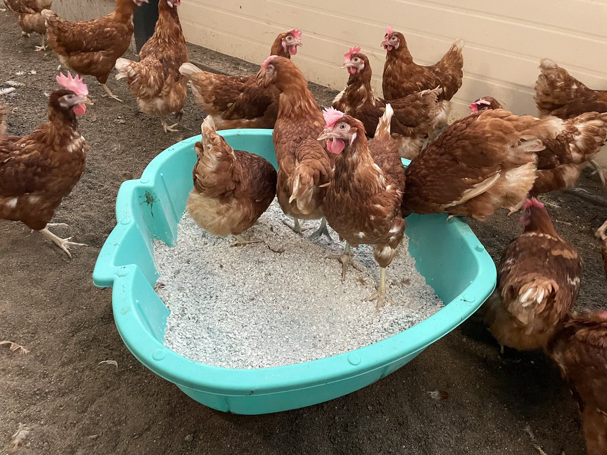 🐓🐝Les Jolies Rousses 🎥🥚 tweet media