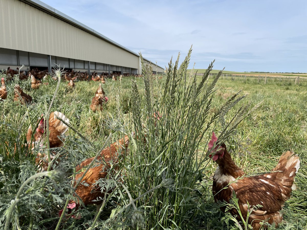 🐓🐝Les Jolies Rousses 🎥🥚 tweet media