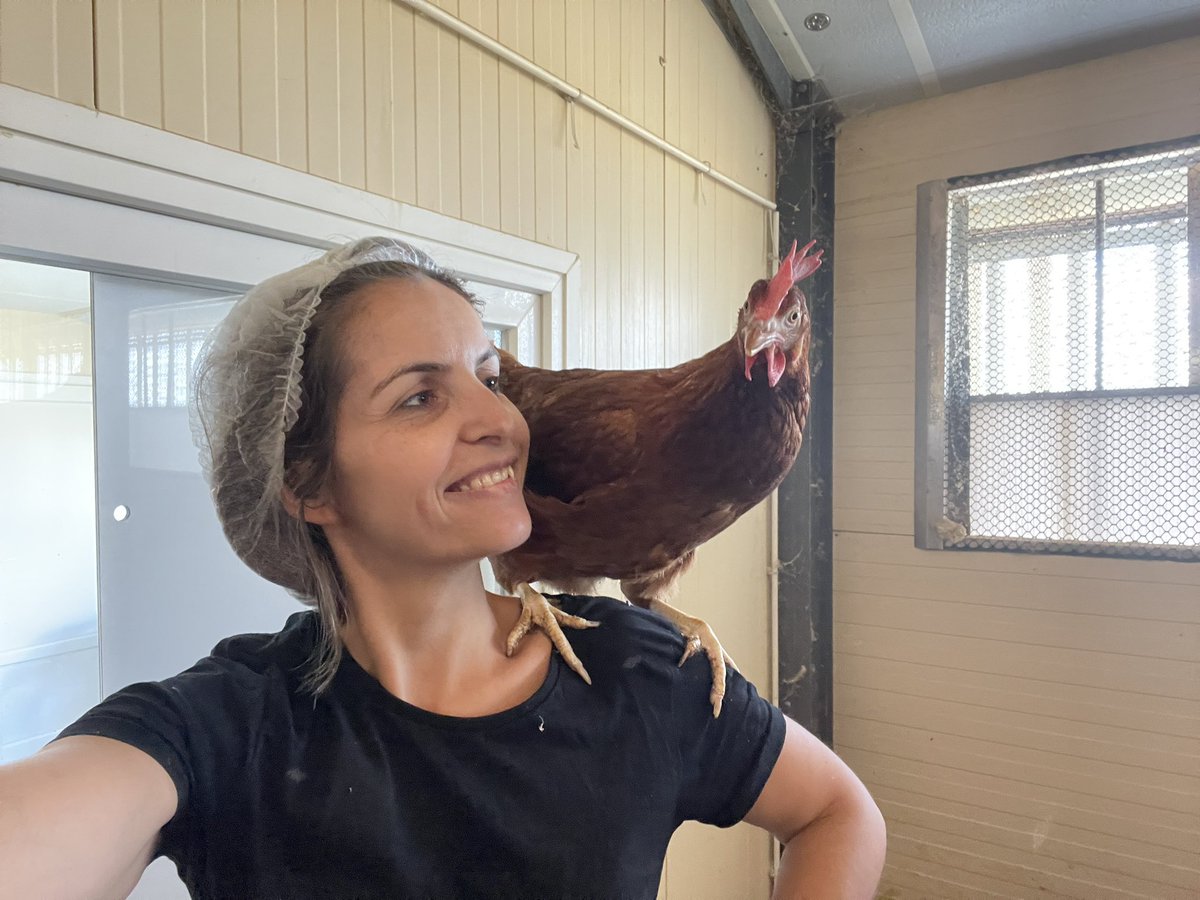 🐓🐝Les Jolies Rousses 🎥🥚 tweet media