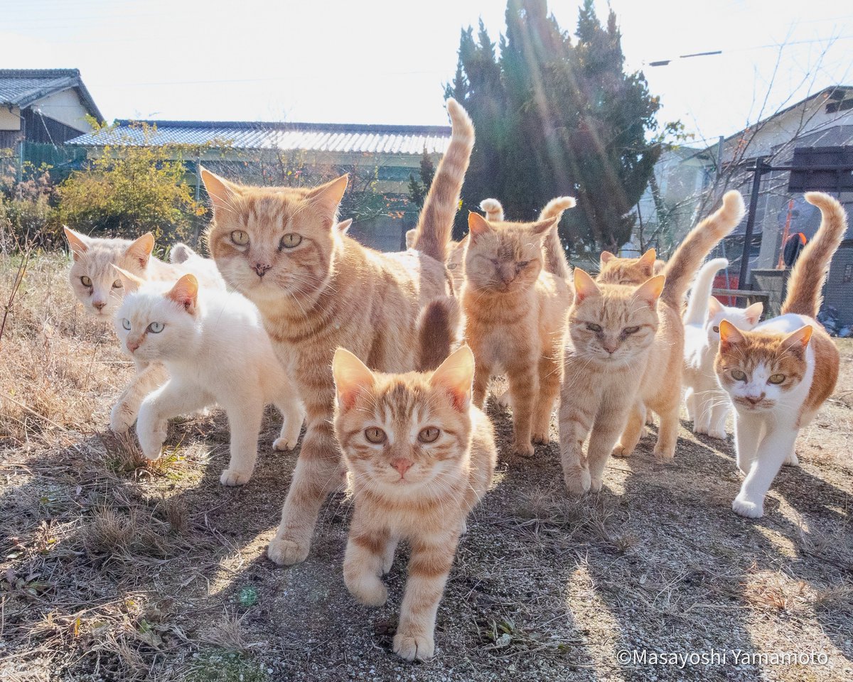 ずんずんずん

#ねこ #猫 #cat