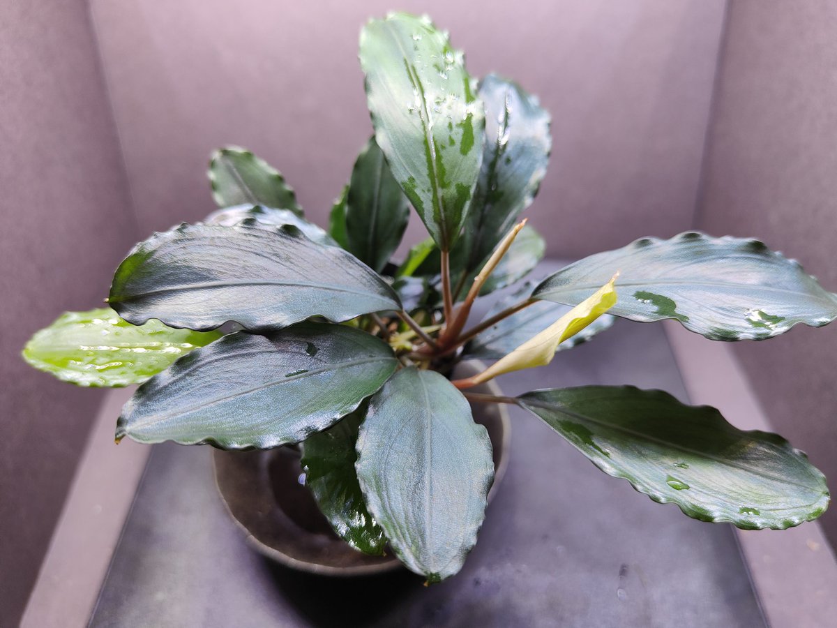 キボーデコ (@kiboudeko) / Posts / X