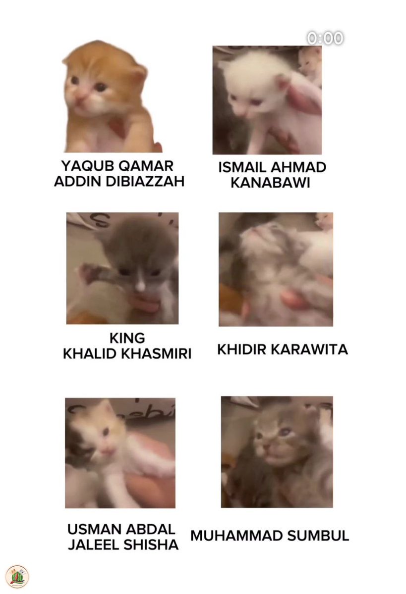 kochengfs's tweet photo. kcg! choose your fighter 😼 😼 https://t.co/c2X2KLzzHO