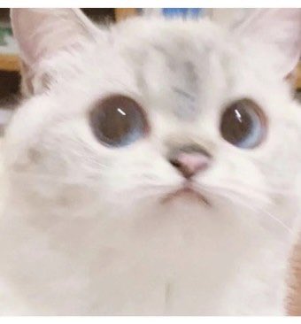 레즈 여공남수 아 몰라 걍 내가 꼴리는 거 알티 tweet media
