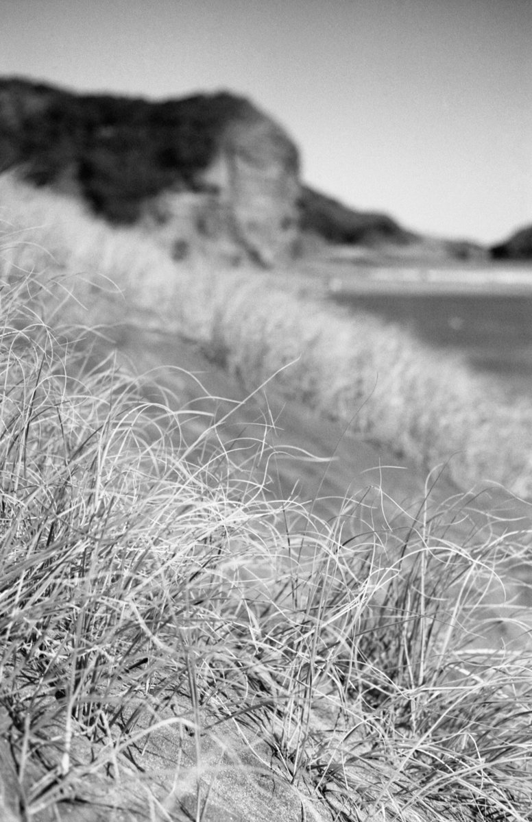 NatashaBarret18's tweet photo. Piha dune magic ✨

#westcoast #f100 #westauckland #waitakeres #piha #beaches #sea #backandwhitephotography #filmisnotdead #filmisalive #xp2super #ilford #c41 #dunes #pingao https://t.co/nwH8zDJULS