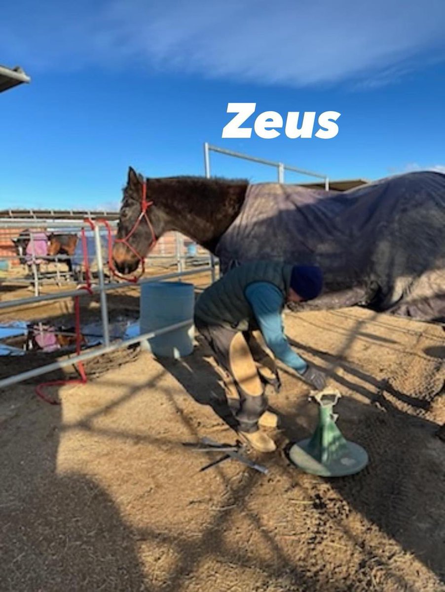Wildatharthorse's tweet photo. A few of my pals and I
got our pedicures today! I usually snooze because our farrier is so nice and I feel so relaxed ๐ฅฐ๐ด๐ด๐ค
Now Iโm ready to party! #WeekendVibes ๐บ
#farrierfriday #trimtime ๐คฉ https://t.co/H8urLhwq1j