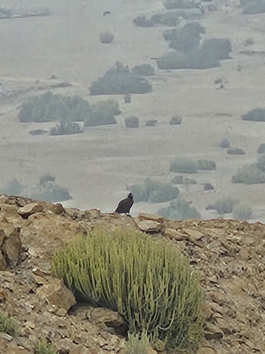 Eagles on the hills #dnp
#wildlife #eagel
#nationalGeography
