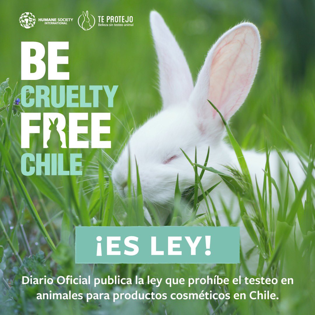 danimedco's tweet photo. Luego de años de trabajo y de un 2023 muy desafiante hoy podemos celebrar que la prohibición a la experimentación cosmética en animales es ley en Chile 🤍🐇  que emoción ver el trabajo de @TeProtejo https://t.co/dL2eVqYvK0