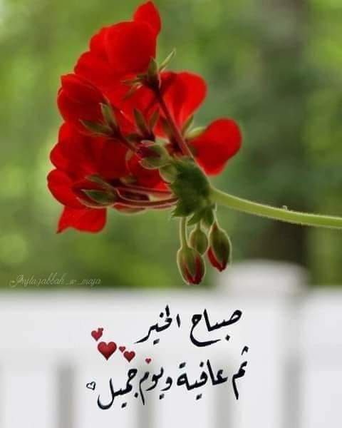 ‎ 💫🌴‎🇮🇶🌴 لهَفَة الشمّري 💫 tweet media