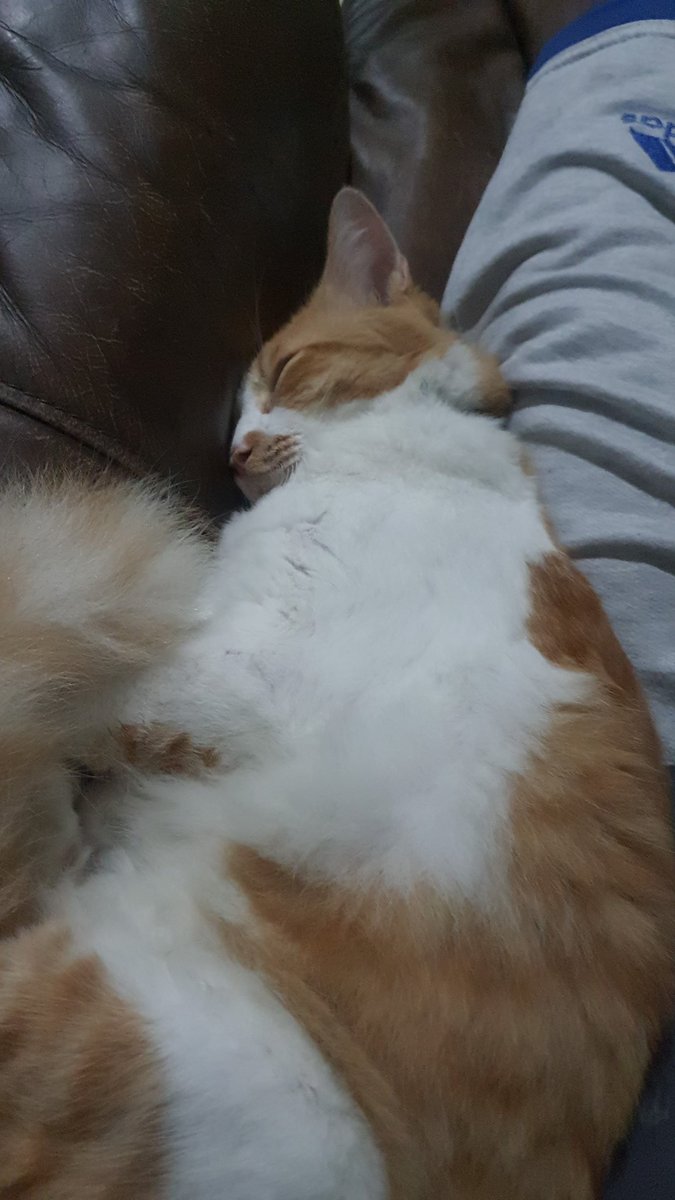 AlifSuhadaa's tweet photo. Ternyataaa kucing bisa ngorok guys https://t.co/mHeVhKt391
