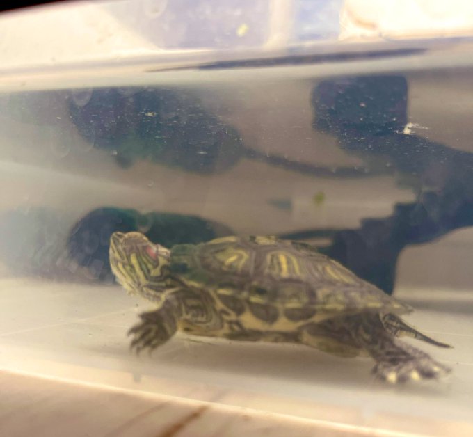 実はレプチゾル買ったのは万亀ちゃんのお目目が腫れてしまったからなんですよね( ˘•ω•˘ )
現在は元に戻っていつも通り餌をバクバク食べております。ほんと良かった( *ˊᵕˋ)
 #ミシシッピアカミミガメ 