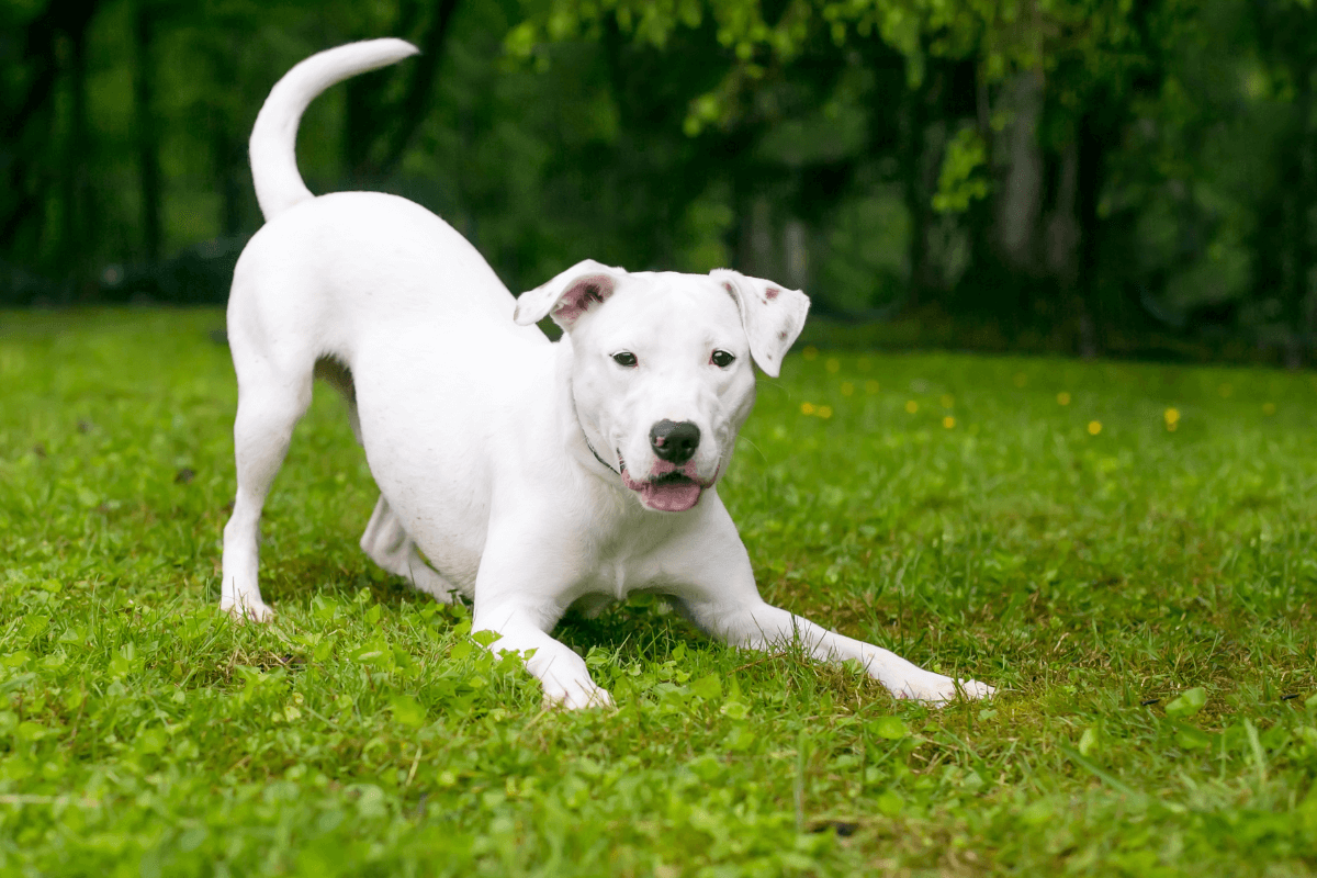 fatara101's tweet photo. Playing time 
#garden #dog https://t.co/rHxi8BRrkp