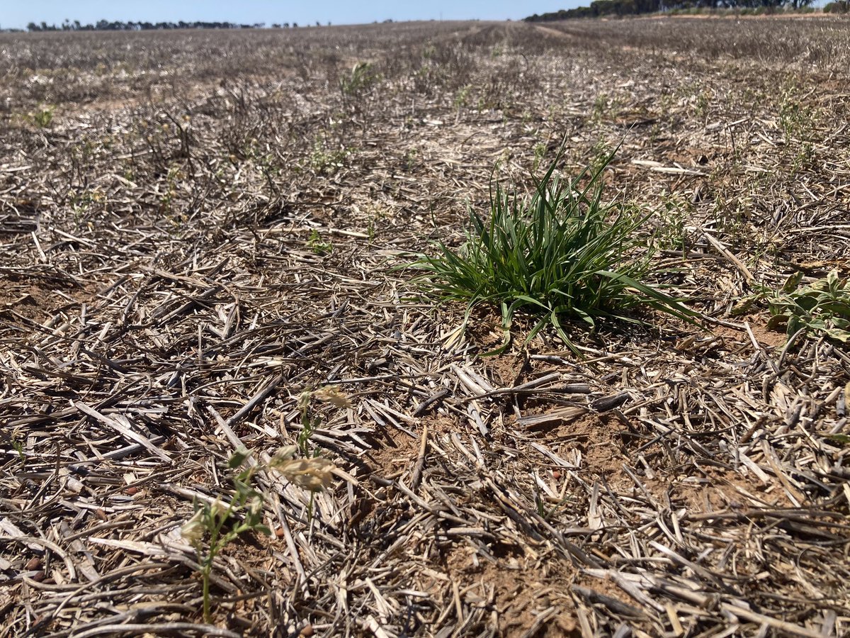 Double knocking ryegrass in January. 🤯 Not usually our target weed this time of the year. 🌧️