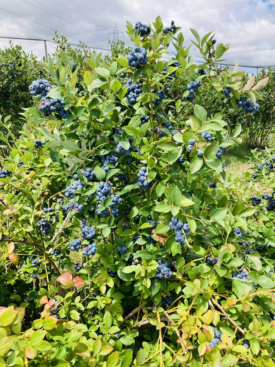 Perfect afternoon in #Tasmania to pick #blueberries Even better when it’s their charity day. Half of all earnings going to charities including #TassieMums @MSFAustralia @BonorongTAS #OldBeachBerries #LoveWhereYouLive