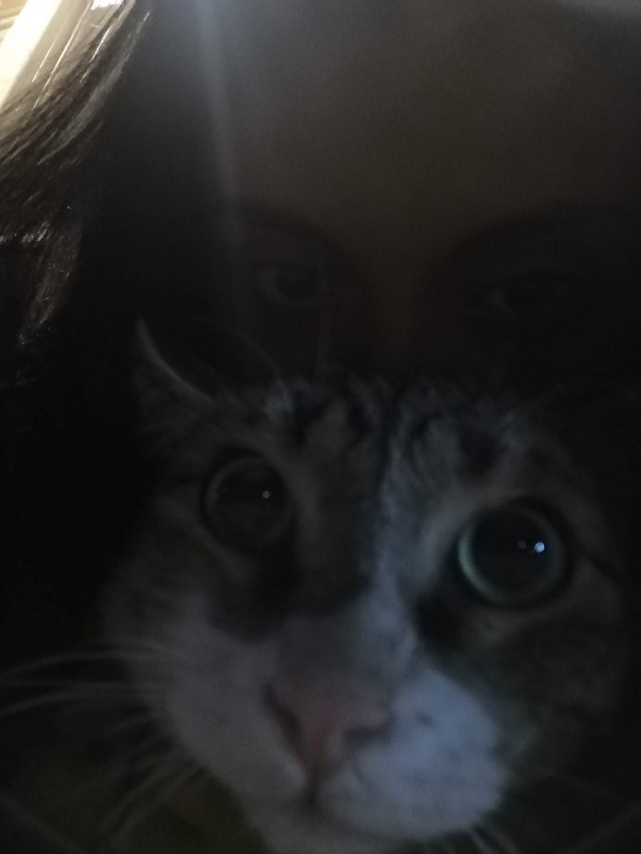 Fak3_Happy's tweet photo. Tiene un año que dormí a mi gatito, porque le detectaron cáncer... Y puedo decir que aún me sigue doliendo que no este aquí.. 🤍 Lo extraño mucho, Nunca había tenido una conexión con un animalito.♥️
Siempre estará en mi corazón, mi Simba. ✨❤️❤️ https://t.co/9yfLqa1IVa