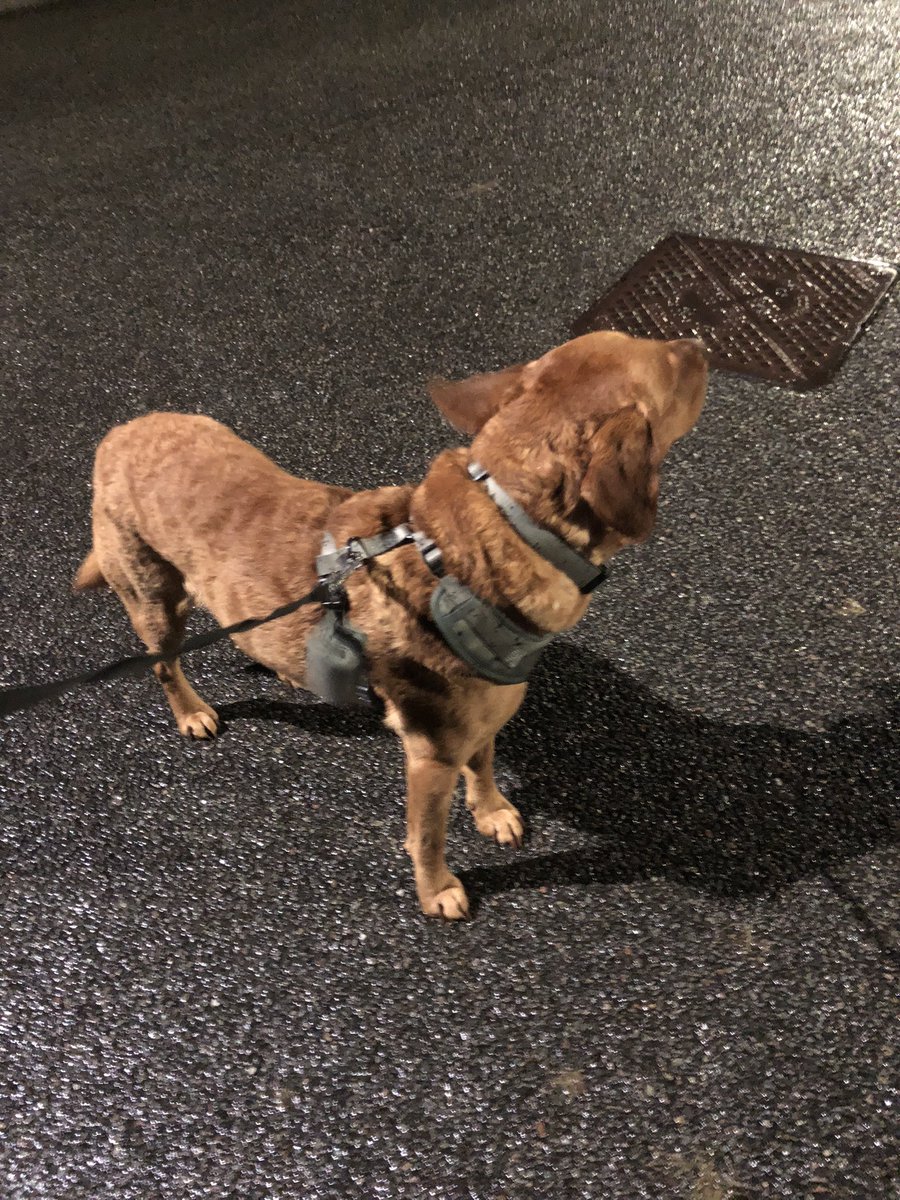 RainbowsDragons's tweet photo. @lucyowenwales @BBCRadioWales Ellie &amp; I &amp; Max the dog have been raising money for @OsborneTrust in their Walk a Mile A Day in Jan fundraising challenge. A local charity which supports kids in the UK while their parents are undergoing cancer treatment. It’s been tricky with the weather but we’re determined ❤️ https://t.co/I6LLqkrxsb