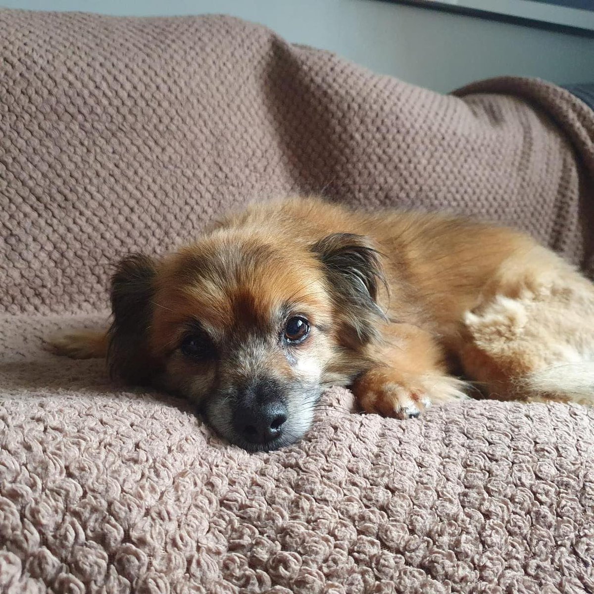 Animal Adoptions UK 🐕‍🦺🐈🐎❤️ tweet media