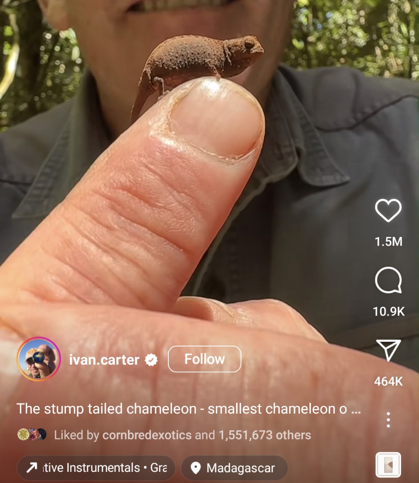 WickerOfWriters's tweet photo. You guys wanna see the world's smallest chameleon? Of course you do

This is a pregnant female!! https://t.co/XrcSr1d2B4