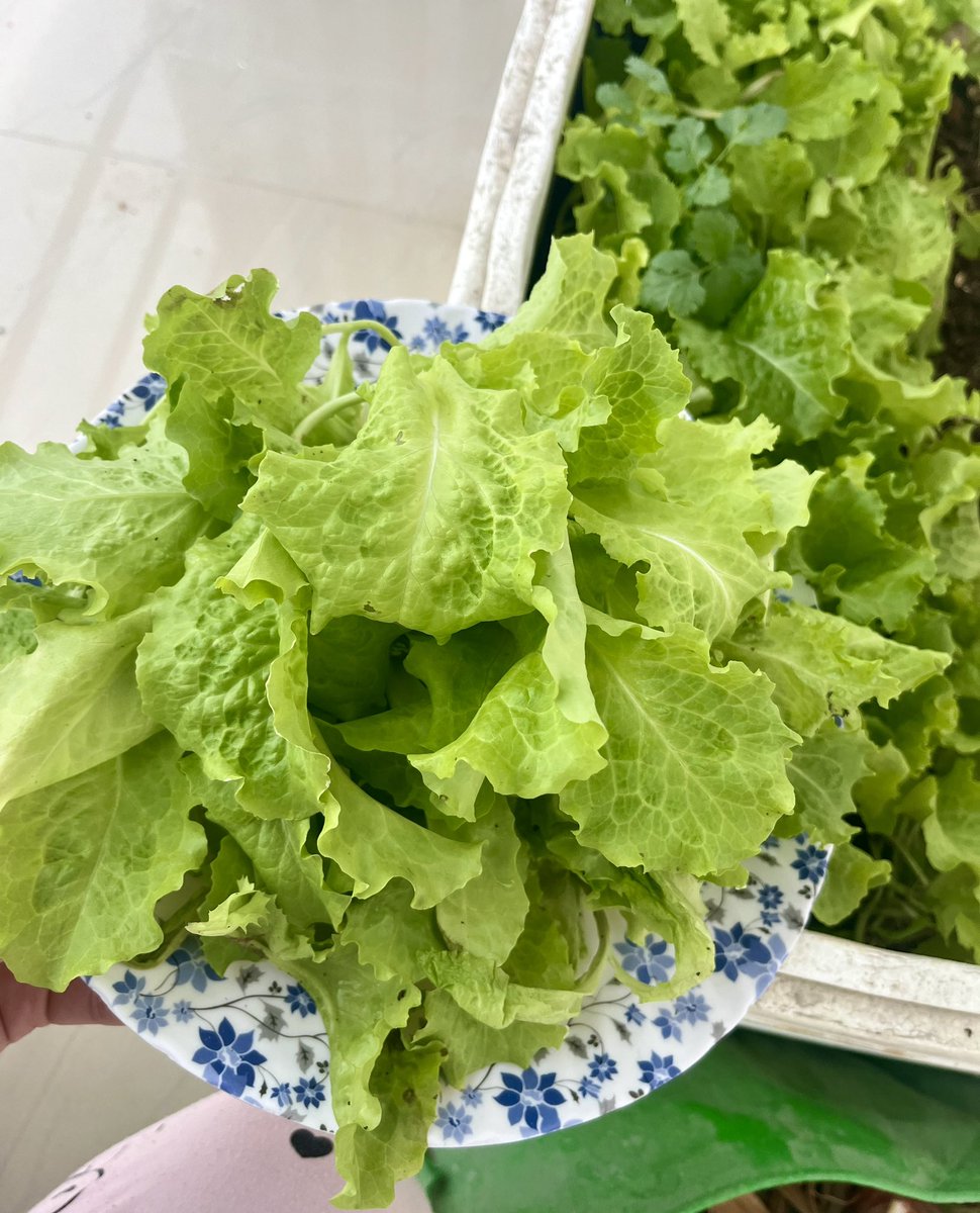 dada_micky's tweet photo. Grow your own lettuce, ‘Ghar ki Khet’. 

#Kitchengardening 🥬 https://t.co/IViP6TLSlT